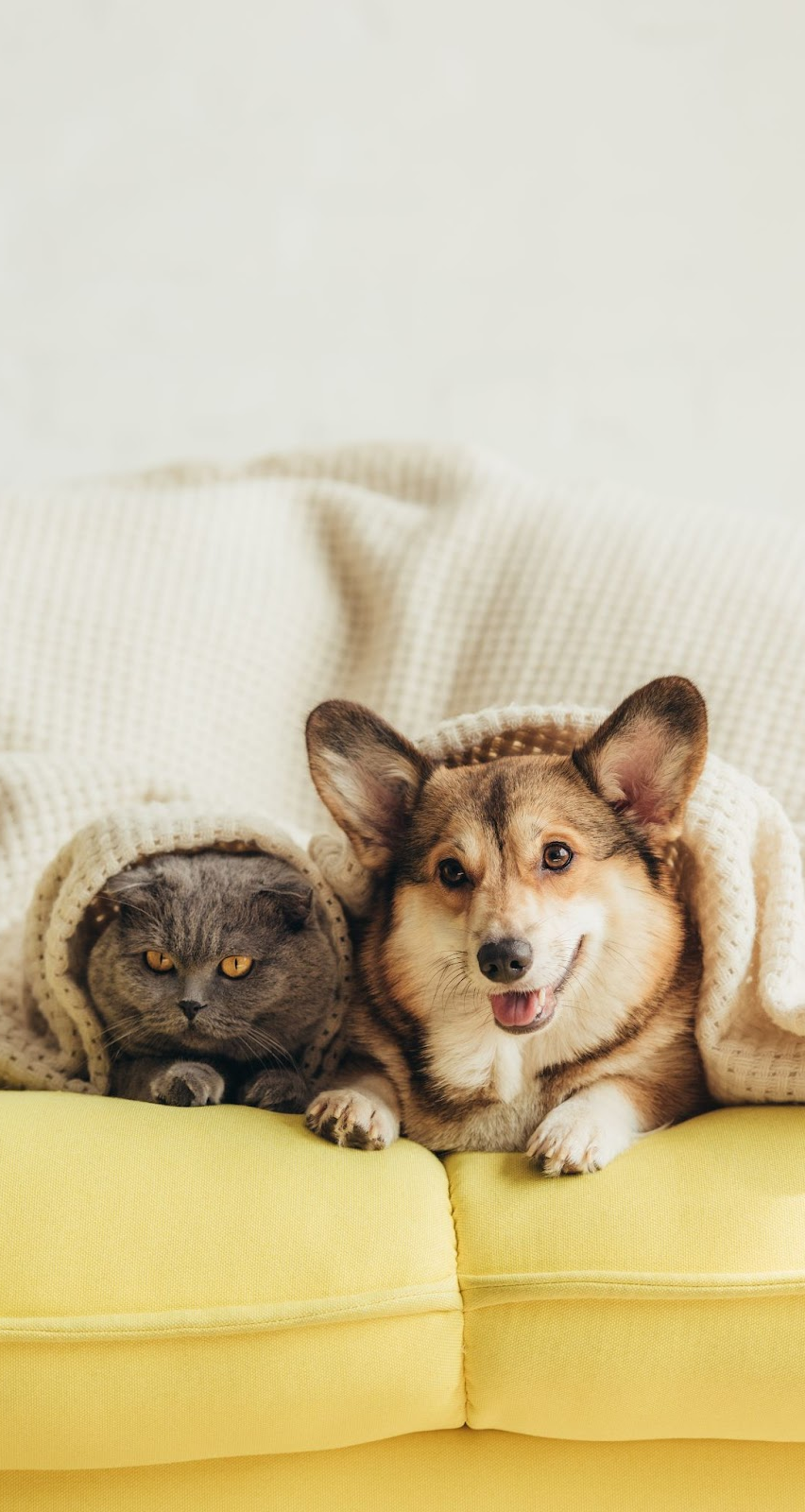 Crafting a Brand That Puts Vets and Pets First