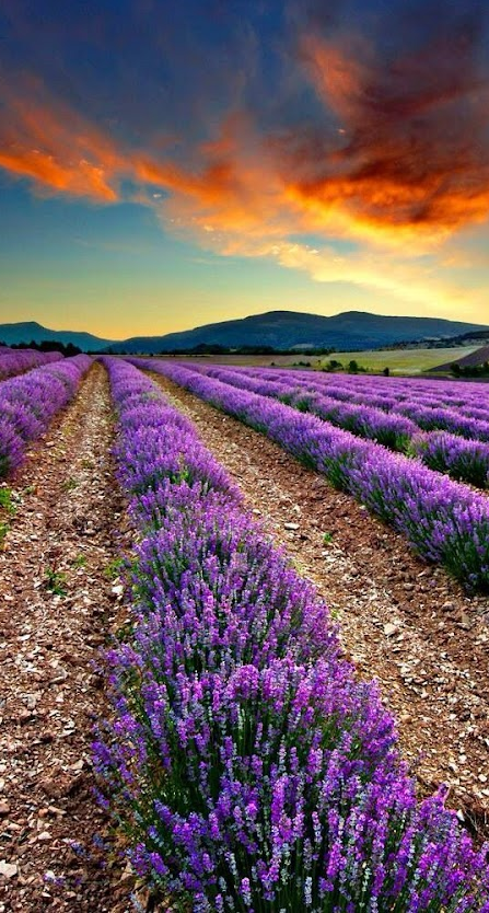 Young Living Essential Oils case study